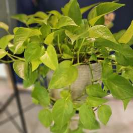 Neon pothos