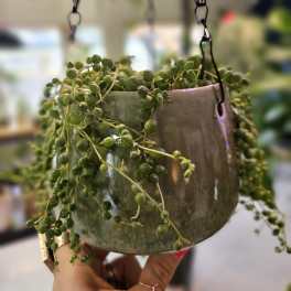 String of pearls