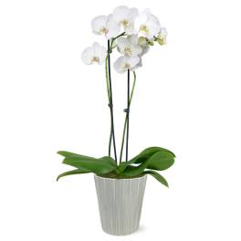 White orhid