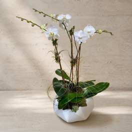 Phalaenopsis Orchid Trio (DL)