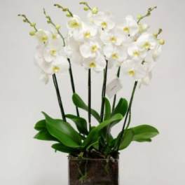 PURE WHITE ORCHID IN SG GLASS