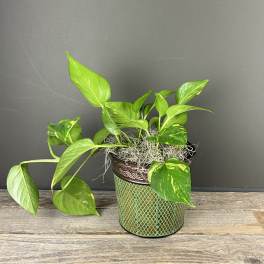 Golden Pothos- 6in