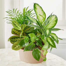 Mixed green houseplants in a beige pot