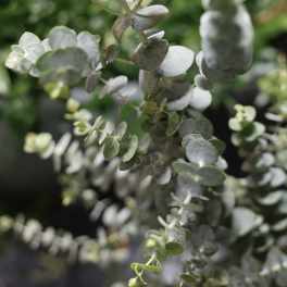 Close-up of eucalyptus stems with round silver-green leaves