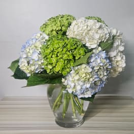 Hydrangea bouquet in a clear glass vase with green, white, and pale blue blooms.