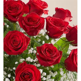 Bouquet of red roses with small white filler flowers
