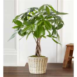 Potted money tree plant in a woven basket planter