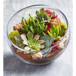 Succulent arrangement in a round glass bowl with colorful stones