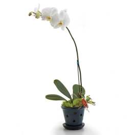 White orchid plant in a dark pot with moss and decorative accents