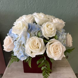 White roses and pale blue hydrangeas in a red square vase