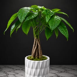 Money tree plant