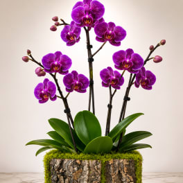 Purple Majesty Phalaenopsis Orchid Arrangement