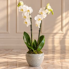 White orchid plant in a speckled ceramic pot