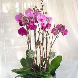 Pink orchids in a blue bowl planter with succulents