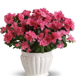 Pretty in Pink Azalea