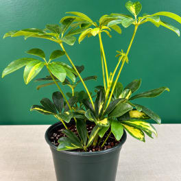Variegated potted schefflera plant in a black nursery pot