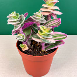 Potted plant with pink, green, and white striped leaves