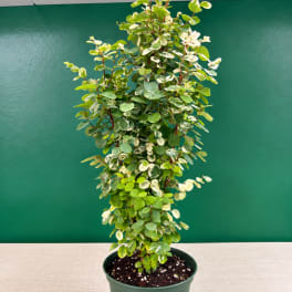 Variegated potted plant with small round leaves in a green container