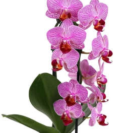 Phalaenopsis orchids