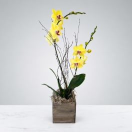Yellow orchid arrangement in a wooden box with decorative branches