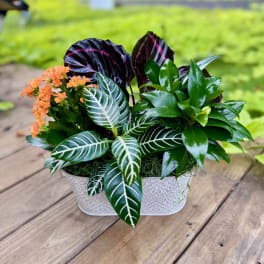 Mixed potted plant arrangement with orange blooms in a decorative container