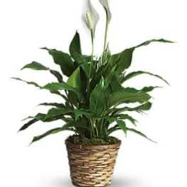Simply Elegant Spathiphyllum (Peace Lily) - Small