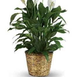 Simply Elegant Spathiphyllum (Peace Lily) - Large