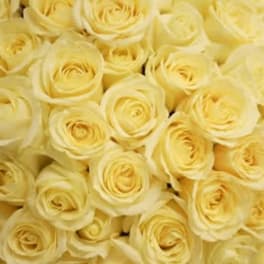 Close-up of pale yellow roses filling the frame