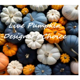 Assorted blue, white, orange, and peach pumpkins with text overlay