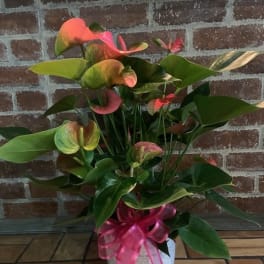 Potted anthurium plant with pink and green blooms and a pink ribbon