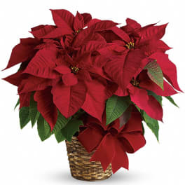 Red poinsettia plant in a woven basket with a red bow.