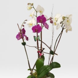 Sophisticated Orchid Plant