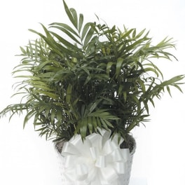 Medium Parlor Palm