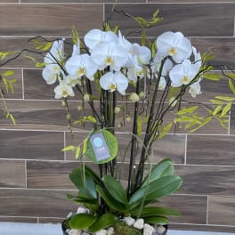 Modern Orchid