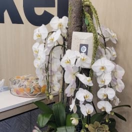 Enchanting yet Majestic Orchids