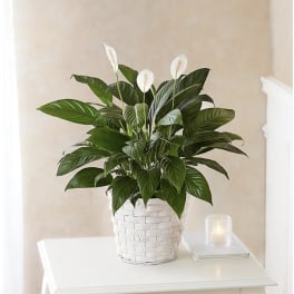Peace Lily Plant | Spathiphyllum