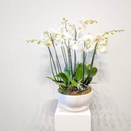 White orchids arranged in a white bowl planter on a pedestal