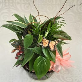 Tropical potted plant arrangement with a pink ribbon and butterfly decorations