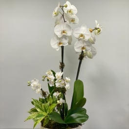 White orchid arrangement in a low container with broad green leaves