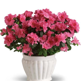 Pretty in Pink Azalea