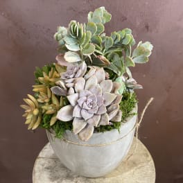 Potted succulent arrangement in a gray container