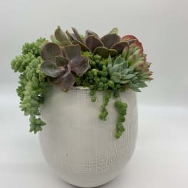 Succulent arrangement in a white textured pot