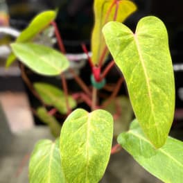 Philodendron Painted Lady