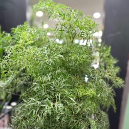 Close-up of a leafy green plant with finely cut foliage