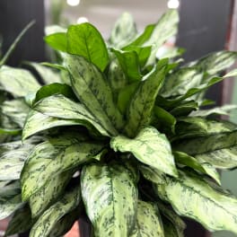 Close-up of a leafy green potted plant with variegated leaves
