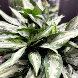 Close-up of a variegated green houseplant with long pointed leaves