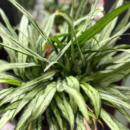 Close-up of a variegated green potted plant with long striped leaves