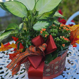 Potted plant arrangement with large variegated leaves and small orange blooms in a basket
