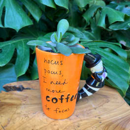 Small succulent in an orange mug with handwritten text