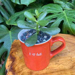 Succulent in a red mug planter with pebbles on top